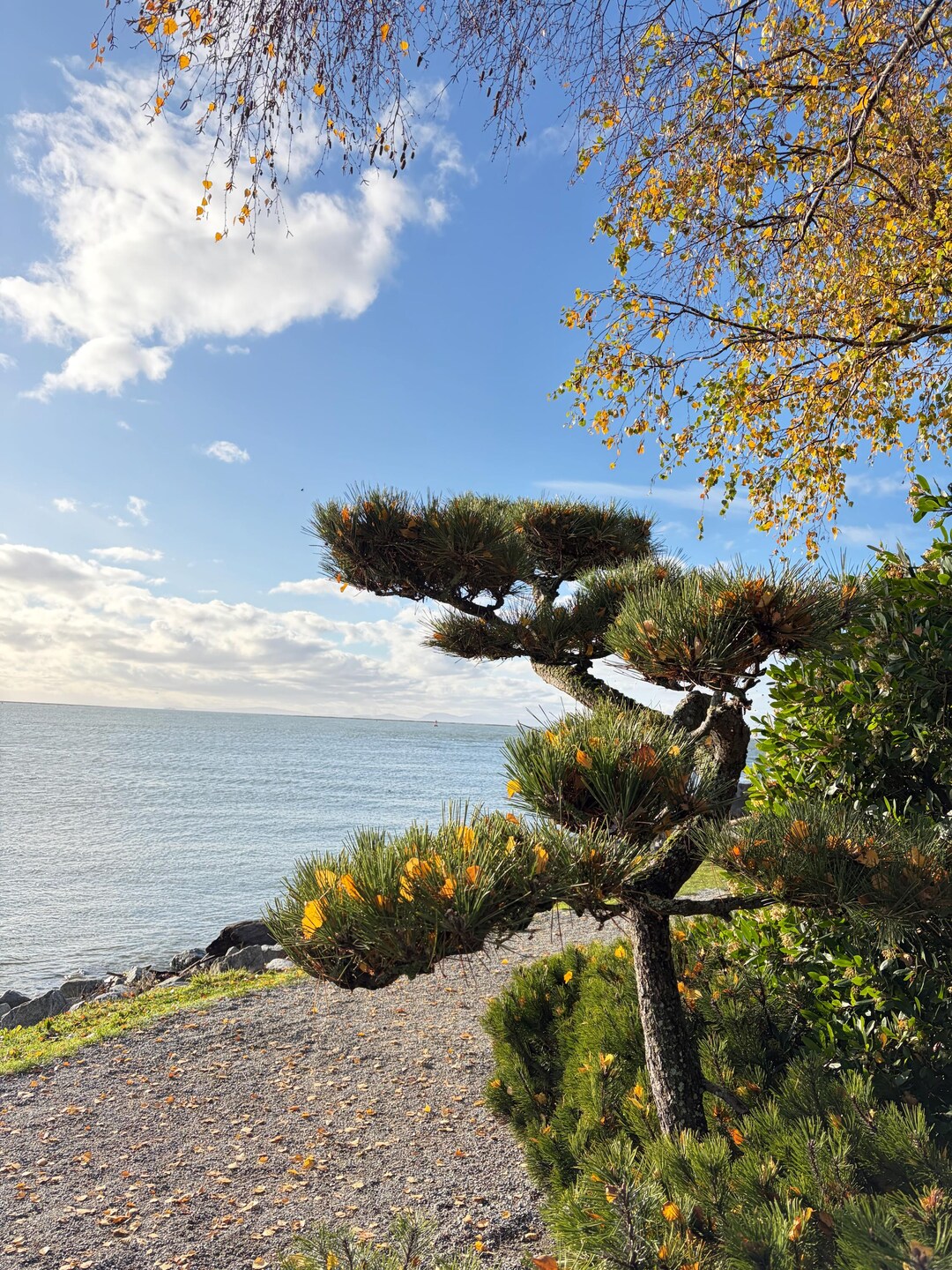 Coastal Pine Tree Ocean Print | Minimalist Nature Photography (digital ...
