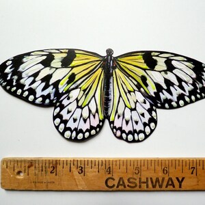 May include: A paper butterfly cutout featuring a yellow, black, and white wing pattern with raised white dots. The butterfly is positioned above a wooden ruler that shows a width of approximately 8 inches from tip to tip of the wings.