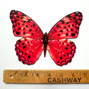 May include: A vibrant red butterfly cutout with black spots and pink accents, positioned above a wooden ruler that shows the butterfly has a wingspan of approximately 8 inches. The butterfly features symmetrical wings with detailed patterns.