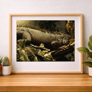Reptile Photography Prints – Iguana, Green Tree Python, Jungle Wildlife Art