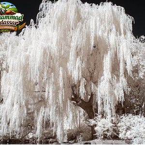 One White Willow Tree Cutting – Silver Leaf Fast Growing Shade & Privacy Tree for Outdoor Gardens