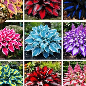 Könnte beinhalten: Eine Collage aus neun verschiedenen Hosta-Pflanzen mit lebendigem Laub in Gelb-, Rot-, Blau-, Rosa-, Weiß- und Grüntönen. Einige Pflanzen zeigen einfarbige Blätter, andere weisen panaschierte Muster auf, wobei einige Sorten hohe violette oder rosafarbene Blütenähren bilden.
