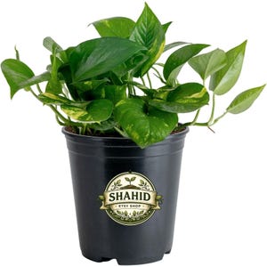 Golden Pothos Live | Easy Care Devil's Ivy Houseplant | 10 Inch Tall, 6 Inch Pot
