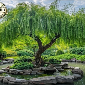 One Weeping Willow Tree Cutting – Thick Live Willow Start for Fast Growing Shade Tree