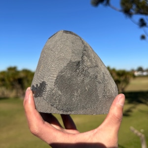 May include: A dark gray, dome-shaped stone featuring a distinct, fine-textured fossilized pattern across its surface. The rock has a rough, matte finish with a slightly irregular, weathered appearance and a prominent, darker mineralized section.