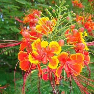 May include: A cluster of vibrant Caesalpinia pulcherrima flowers featuring bright yellow and orange ruffled petals. The blossoms display long, slender red stamens extending outward, surrounded by numerous small, round, green flower buds.