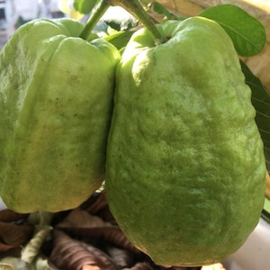 May include: Two fresh, light green guavas hanging from a branch with visible textured skin and subtle ridges. The fruits are oval-shaped with a slightly bumpy surface, attached to a thin stem with dark green leaves visible in the background.