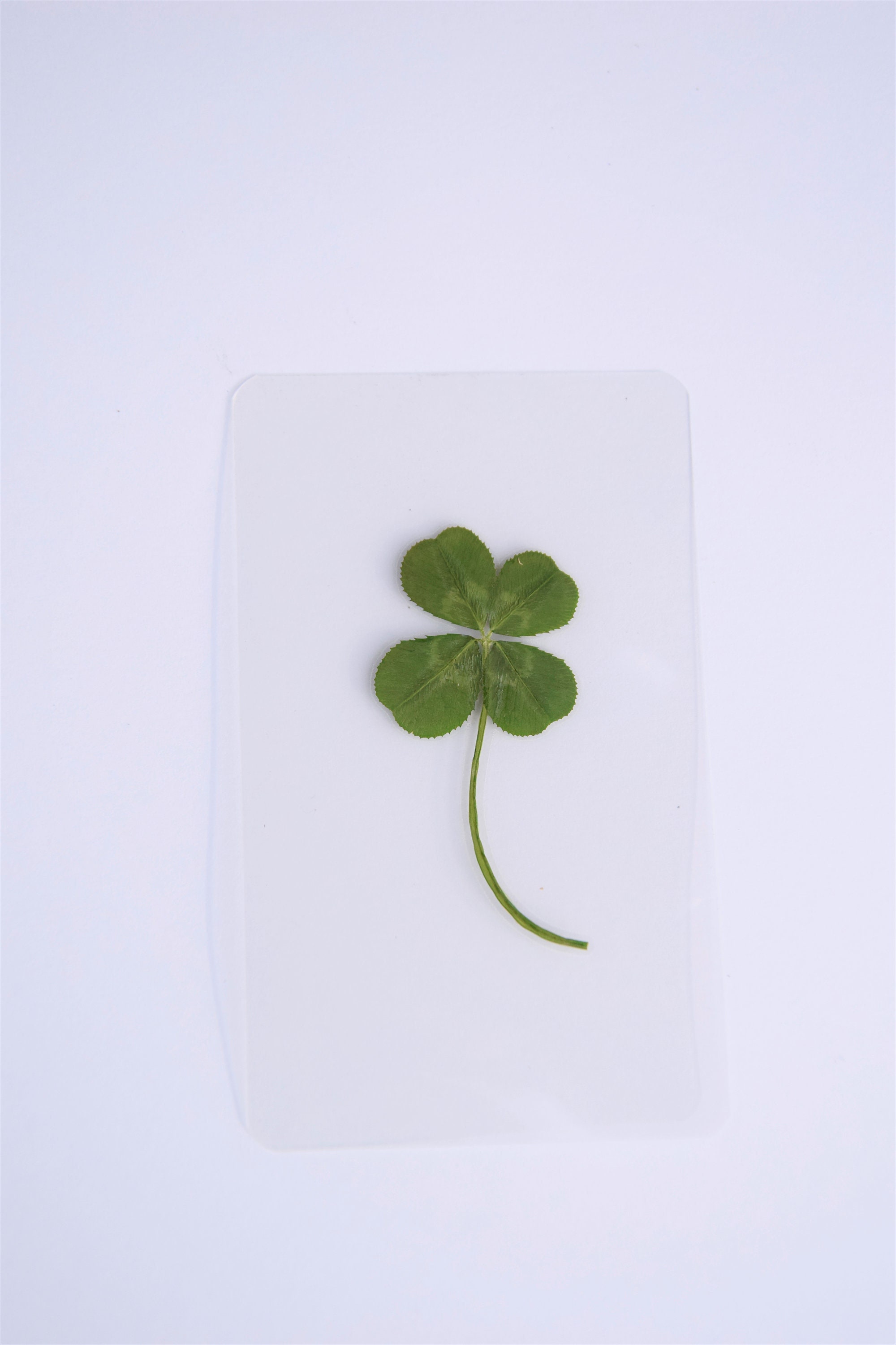 Real four leaf clover, 4 leaf clover, Good luck charm, Lucky charm, P…