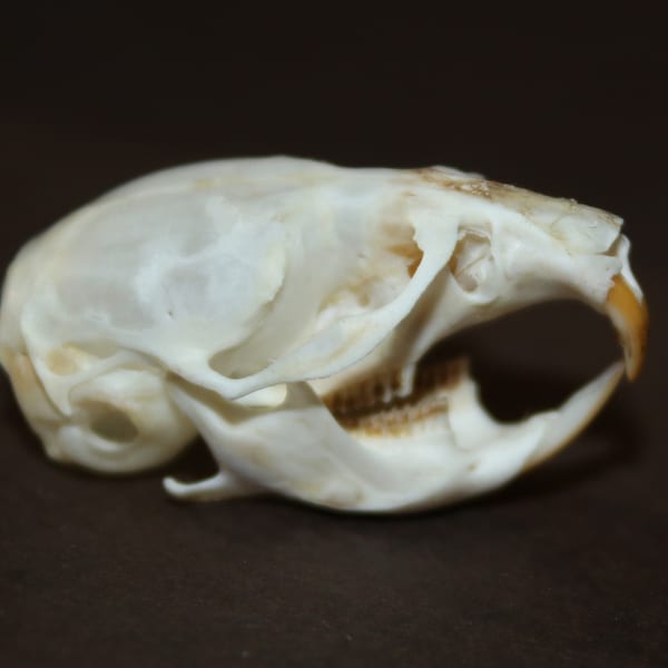 Alaska Vole Skull Microtus Skeleton Taxidermy Rodent Bones Myodes