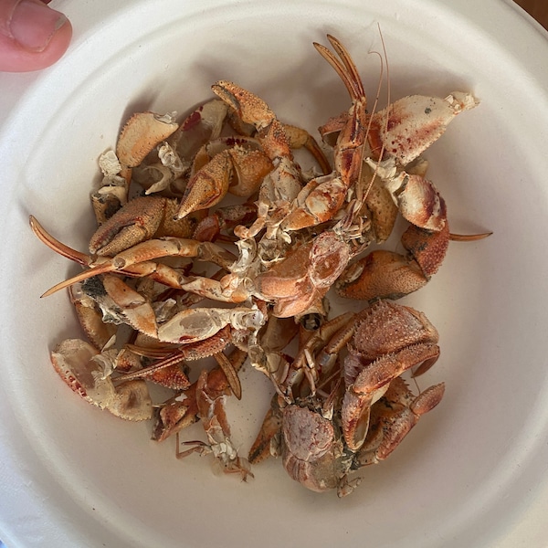 Alaska Hermit Crab Food Carapace Shells Calcium Supplement Molt Replacer Exoskeleton