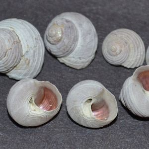 Margarites pupillus Pink Tiny Snail Shell Fairy Garden Art Craft Beach Ocean Decor Alaska Auke Bay Juneau