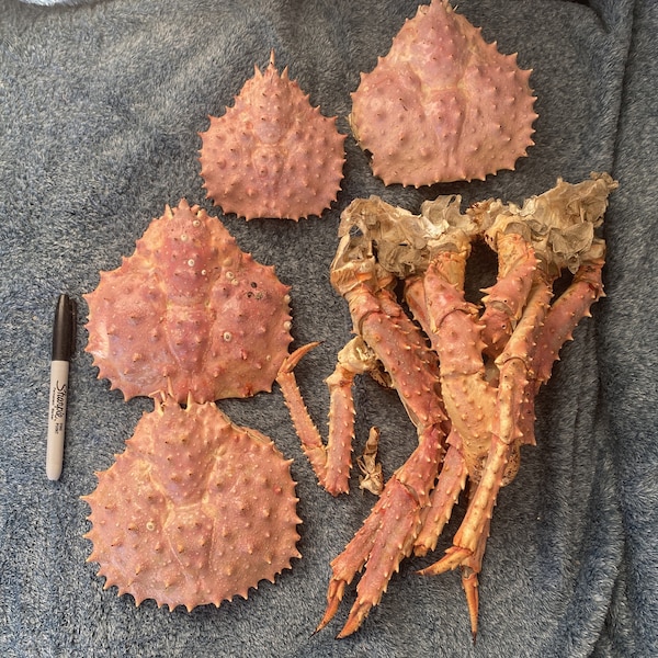 BULK Alaska King Crab Carapace Leg Shell Pieces Hermit Crab Molt Replacer Food Calcium Exoskeleton