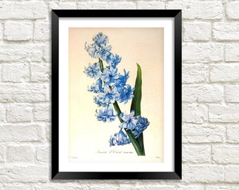 Hyacinth blue | Etsy