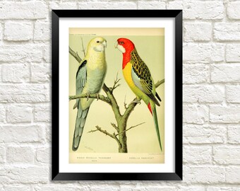 PARROTS PRINT: Vintage Bird Art Illustration Wall Hanging (A4 / A3 Size)
