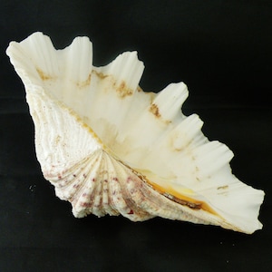 Vintage Clam shell Tridacna Squamosa : Untrimmed Natural Display specimen 9x5.5 in, 969g