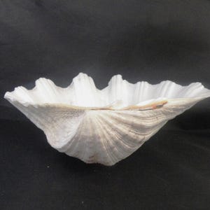 May include: A large, white clam shell with a textured surface and a scalloped edge. The shell has a natural, organic shape and a neutral colour palette, perfect for coastal decor or a unique display piece.