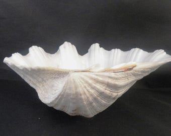 Zigzag Venus Clam Shell MATCHING PAIR Lioconcha Castrensis Unique