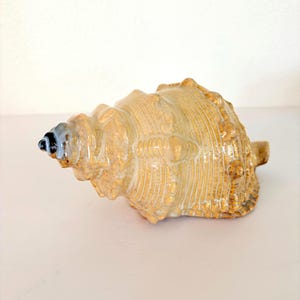 Large Ceramic Conch Shell Sculpture: Beige Blue Coastal Beach Decor (8 Inch)