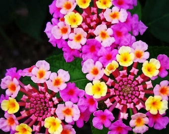 2 Pink  Lantana Plants Live, Lantana Live Plants for Planting Outdoors, Trailing Lantana Plants Live, 5 to 7 Inc Tall