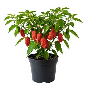 May include: A potted chili pepper plant in a black plastic container. The plant features numerous vibrant red, wrinkled chili peppers hanging from green stems, interspersed with small white flowers and lush green leaves throughout the foliage.