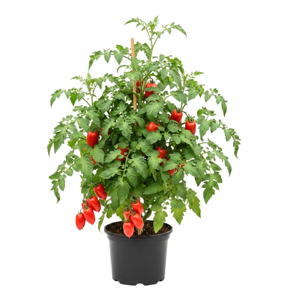 Seedless Tomato Seeds - Etsy