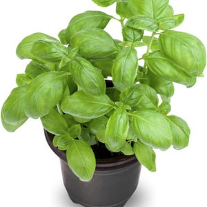 May include: A potted basil plant with vibrant green leaves. The plant is in a dark gray plastic pot, showcasing the fresh, healthy basil ready for culinary use. The leaves are broad and lush.