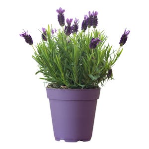 Lavender Plant Indoor - Etsy