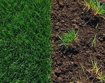 Pack 90000 Emerald Zoysia Grass Seeds for Planting, Zoysia Grass Seed for Law Soft Dense Green Lawn, Grass Seed for Landscaping
