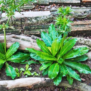 May include: A vibrant green Culantro plant with long, serrated, lance-shaped leaves growing in a rosette pattern. The plant features a central upright stalk with a spiky, star-shaped flower head at the top, rooted in dark, moist soil.
