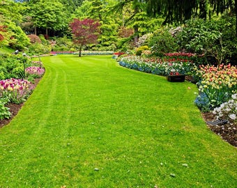 Pack 100,000+ Emerald Zoysia Grass Seeds for Planting, Zoysia Grass Seed