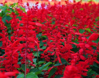 2 Salvia Sage Plants Live, Red Sage Live Plant, Fragrant Perennial Flower Garden, 4 to 6 Inc Tall