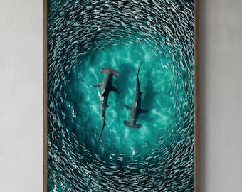 Flygfoto över hajar som simmar genom fiskstim