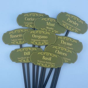 May include: A collection of olive green garden plant markers with gold text and decorative borders. Each label features a common herb name and its scientific name, including Coriander, Mint, Parsley, Rosemary, Oregano, Thyme, Dill, Chives, and Basil.