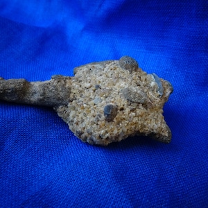 May include: A weathered, stone-like object with a rough texture and a dark brown colour. The object has a star-shaped end and a long, narrow extension. The background is a solid blue fabric.