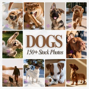 Pode incluir: Uma coleção de mais de 150 fotos de stock com várias raças de cães em ambientes diversos, incluindo um cão num banho de espuma, um cão a roer um osso, um cachorro a brincar, um cão a correr, um cão com camisola e um cão castanho.