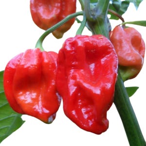 May include: Close-up of several bright red habanero peppers, showcasing their wrinkled texture and vibrant color. The peppers are attached to a green stem with leaves, set against a white background. The image highlights the peppers' unique shape and intense color.