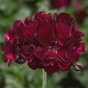 Op de afbeelding: Close-up van een diep bordeauxrode geraniumbloem. De bloem heeft meerdere lagen bloemblaadjes met een fluweelzachte textuur en een paar roze accenten. De stengel is lichtgroen, met een vage achtergrond.