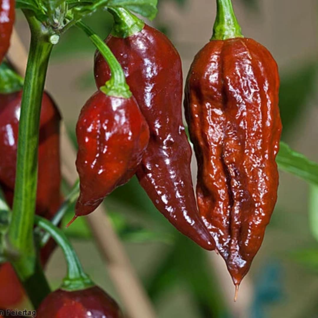 Bhut Jolokia (a.k.a. Ghost Pepper) Chocolate Seeds - Rare Superhot ...