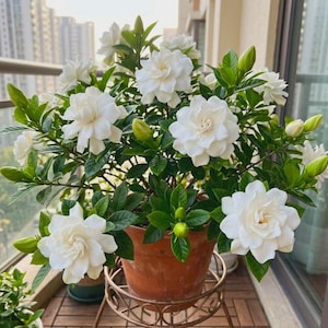 Puede incluir: Una planta de gardenia en maceta con grandes flores blancas y hojas verdes brillantes. La planta está en una maceta de terracota, sobre un soporte metálico decorativo. Las flores están en plena floración.