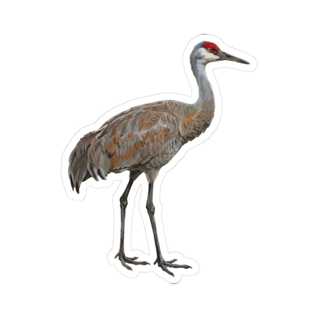 Sandhill Crane Sticker | Kiss Cut Bird Vinyl Sticker | Birder Life List ...