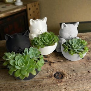 Puede incluir: Cuatro macetas con forma de gato, cada una con una planta suculenta. Las macetas son negras, blancas y grises. Las suculentas son verdes. Las macetas están sobre una superficie de madera.