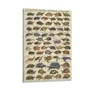 Könnte beinhalten: Ein gerahmter Druck mit einer detaillierten Illustration verschiedener Schildkröten, Landschildkröten und Sumpfschildkröten. Der Druck trägt die Aufschrift "Turtles, Tortoises, & Terrapin" und zeigt eine Vielzahl von Arten in einem Rasterformat.