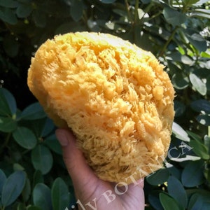 Natural & Sustainable Premium Bath Sea Sponges - gentle exfoliation for bath and body, bathing, eco friendly, renewable, plastic free, whole