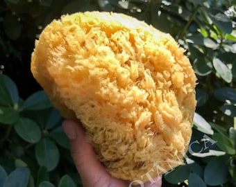 Natural & Sustainable Premium Bath Sea Sponges - gentle exfoliation for bath and body, bathing, eco friendly, renewable, plastic free, whole