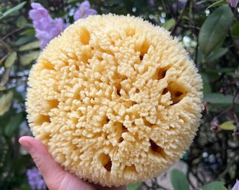 Premium Bath Sea Sponges {Gulf of Mexico} - Natural, Sustainable, exfoliation, bath, bathing, eco, renewable, plastic free, whole Large size