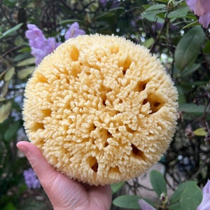 Premium Bath Sea Sponges {Gulf of Mexico} - Natural, Sustainable, exfoliation, bath, bathing, eco, renewable, plastic free, whole XL size