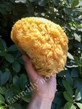 Natural & Sustainable Premium Bath Sea Sponges - gentle exfoliation for bath and body, bathing, eco friendly, renewable, plastic free, whole
