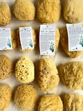 Sustainable Bath Sea Sponges - natural gentle body exfoliation for bath and body, sustainable, eco friendly, renewable materials, cut