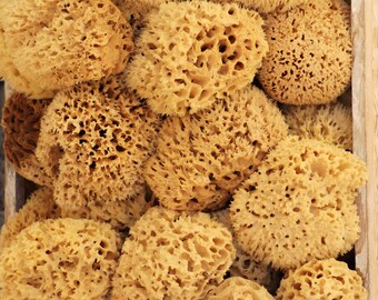 Sustainable Bath Sea Sponges - natural gentle body exfoliation for bath and body, sustainable, eco friendly, renewable materials