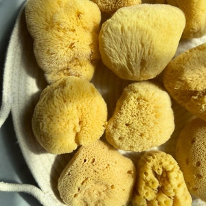 New! &quot;Baby Bath Size&quot; Silk Sea Sponges, Caribbean - Sustainable Bathing Sponges for baby, children, sensitive skin. Natural, soft, gentle.